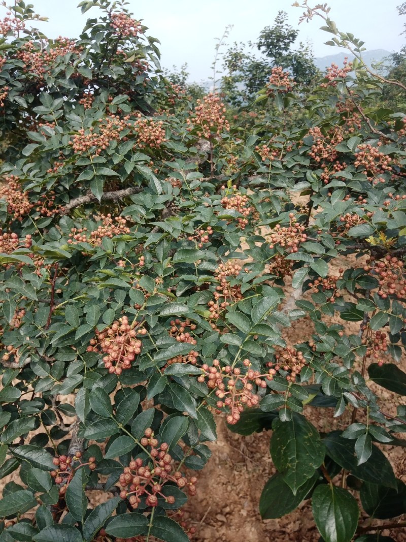 陕西富平高山齐椒鲜货供应
