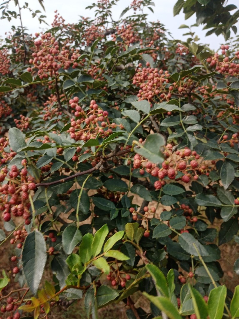 陕西富平高山齐椒鲜货供应