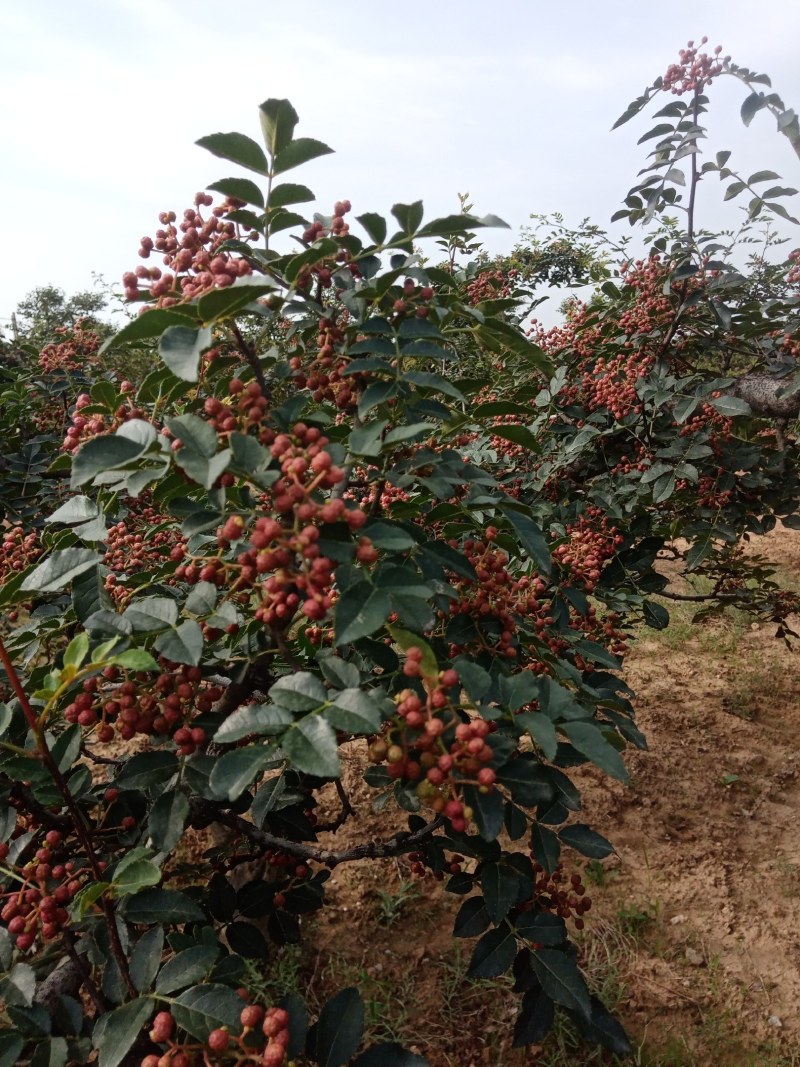 陕西富平高山齐椒鲜货供应