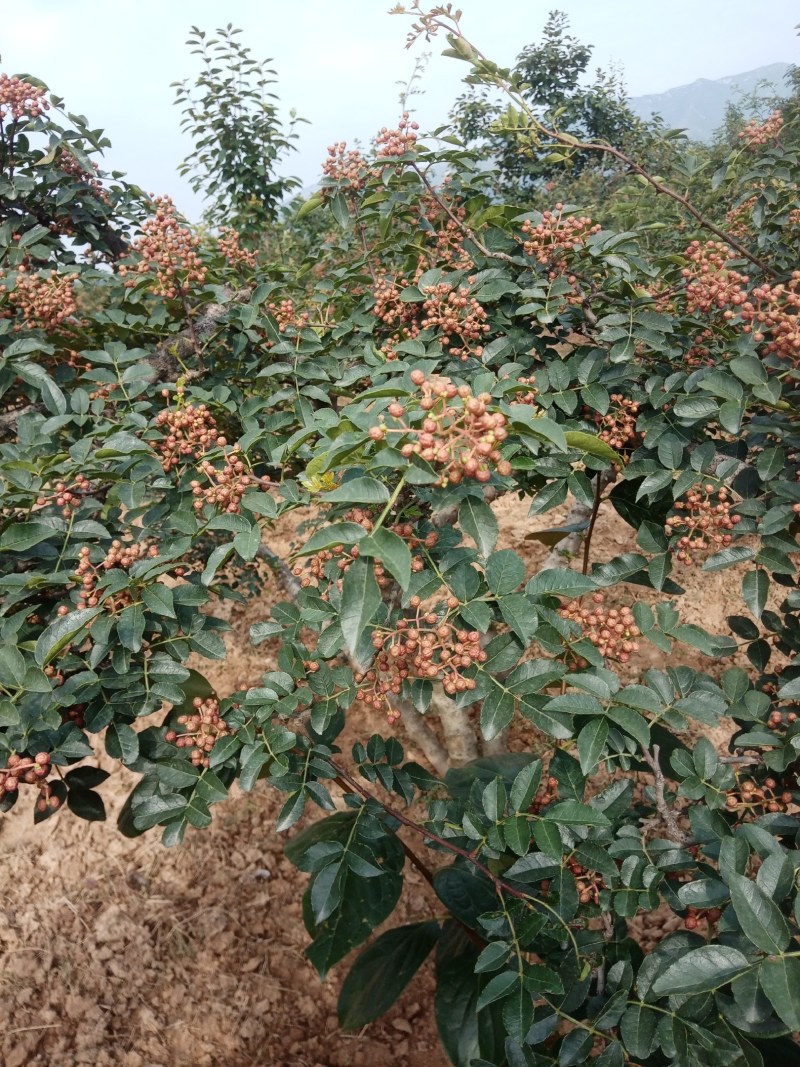 陕西富平高山齐椒鲜货供应
