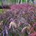 紫穗狼尾草种子观赏火焰紫叶四季狗尾草种籽观赏型植物种籽