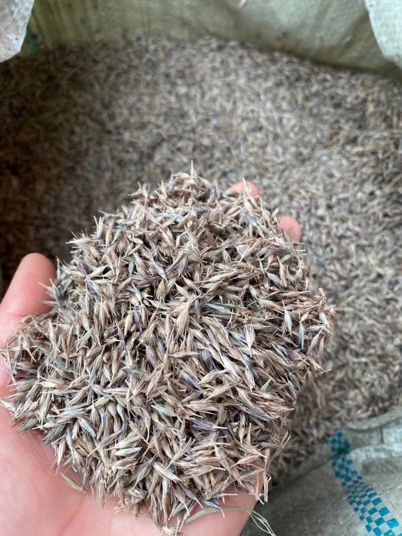 紫穗狼尾草种子观赏火焰紫叶四季狗尾草种籽观赏型植物种籽