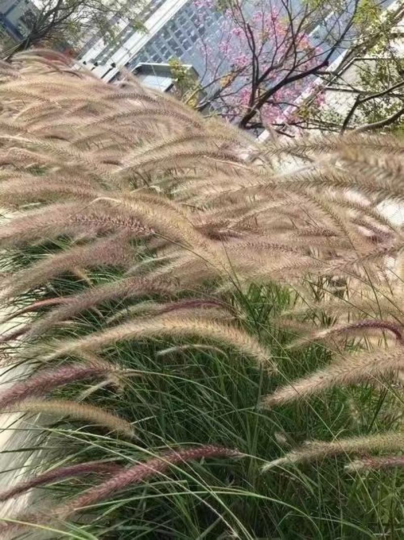 紫穗狼尾草种子观赏火焰紫叶四季狗尾草种籽观赏型植物种籽