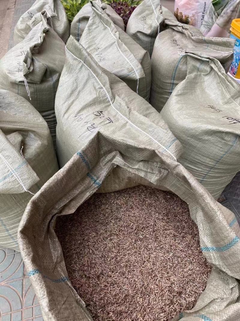 紫穗狼尾草种子观赏火焰紫叶四季狗尾草种籽观赏型植物种籽