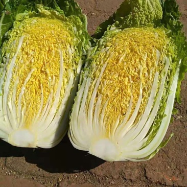 精品黄心菜大量上市诚信合作希望广大客户光临