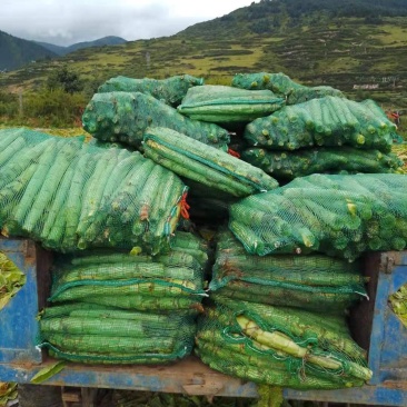 千亩莴笋基地产地直发！高山优质翡翠三青莴笋！长期供应杆子