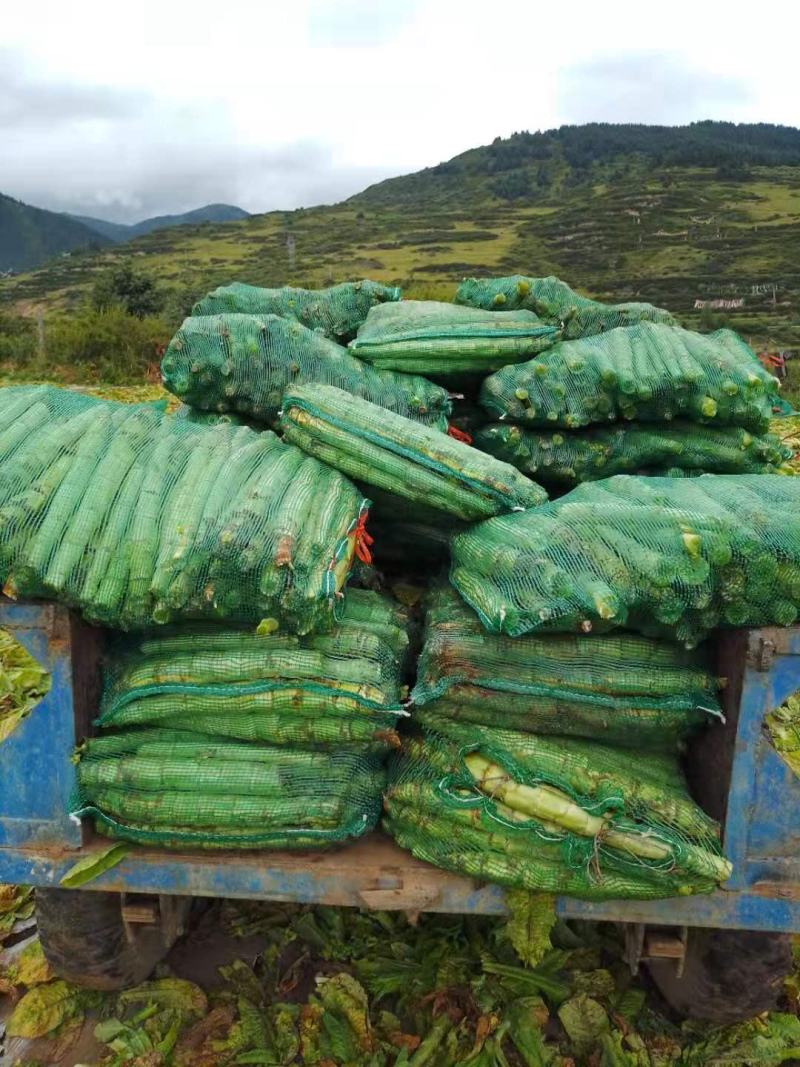 千亩莴笋基地产地直发！高山优质翡翠三青莴笋！长期供应杆子