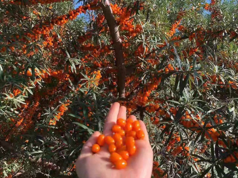 俄罗斯深秋大果沙棘果