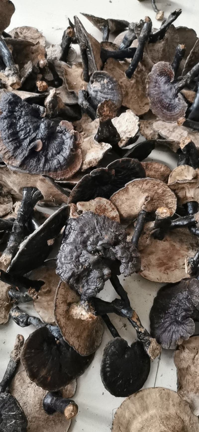 广西野生灵芝紫灵芝，天然灵芝纯正正宗野生批发支持一件代发