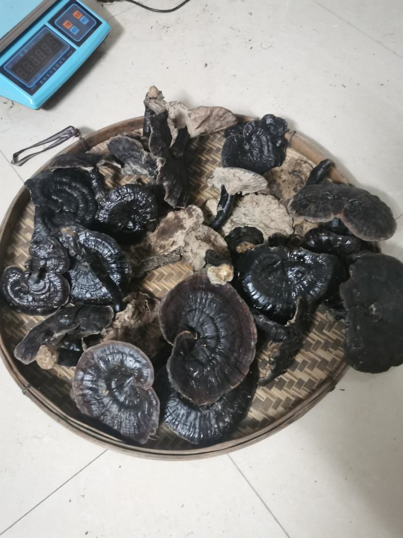 广西野生灵芝紫灵芝，天然灵芝纯正正宗野生批发支持一件代发