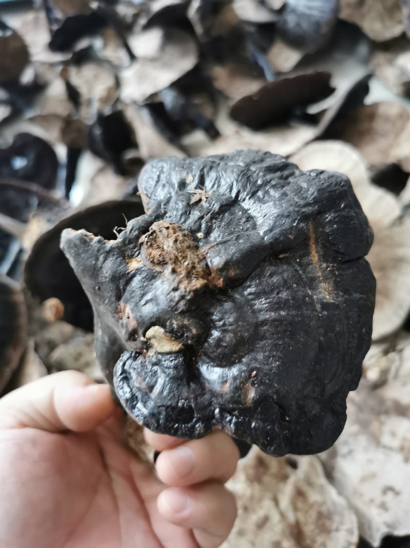 广西野生灵芝紫灵芝，天然灵芝纯正正宗野生批发支持一件代发