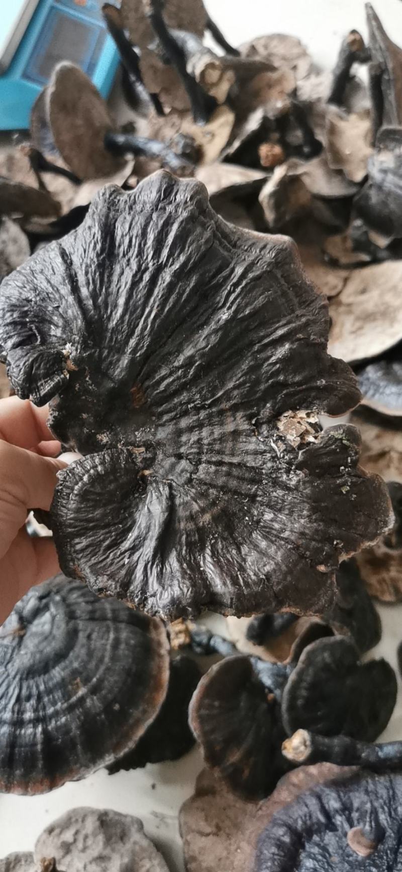 广西野生灵芝紫灵芝，天然灵芝纯正正宗野生批发支持一件代发
