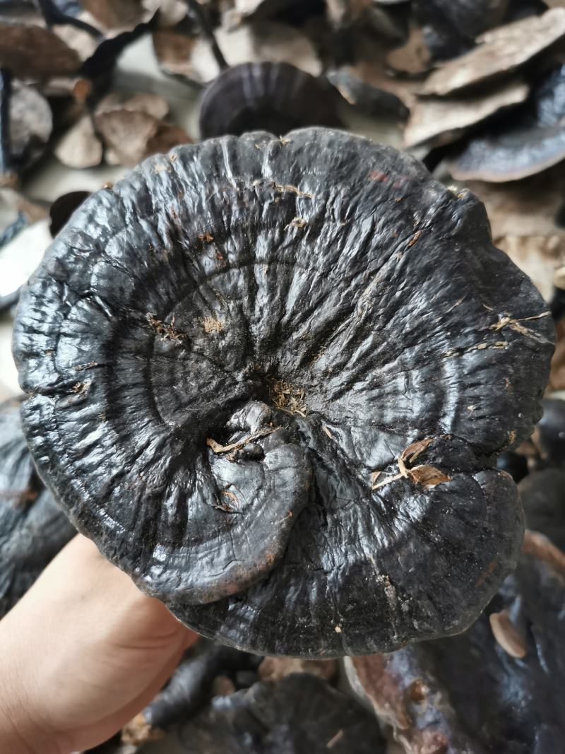 广西野生灵芝紫灵芝，天然灵芝纯正正宗野生批发支持一件代发