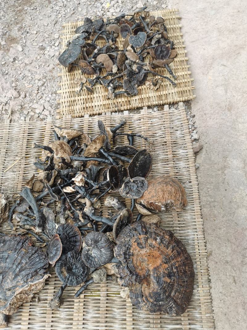 广西野生灵芝紫灵芝，天然灵芝纯正正宗野生批发支持一件代发