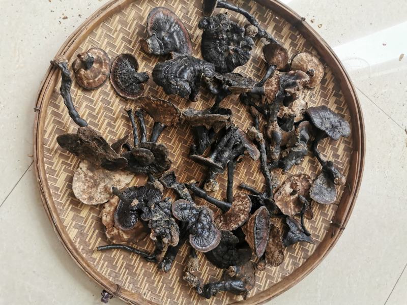 广西野生灵芝紫灵芝，天然灵芝纯正正宗野生批发支持一件代发