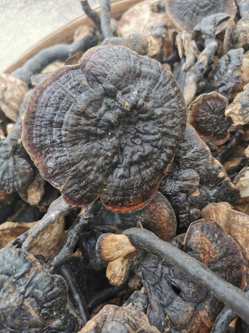 广西野生灵芝紫灵芝，天然灵芝纯正正宗野生批发支持一件代发