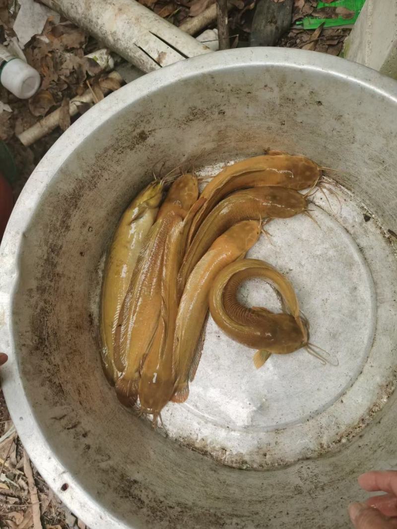 经营特种水产养殖鱼苗