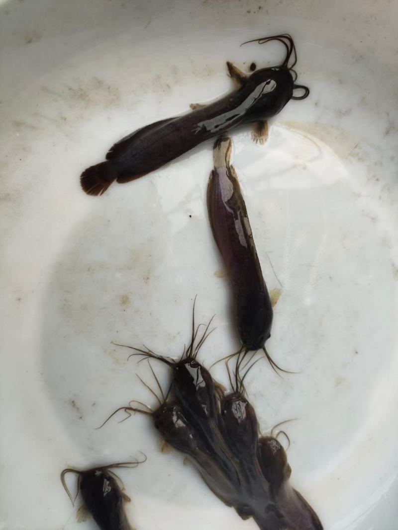 经营特种水产养殖鱼苗