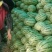 【精品】湖北金城5号西瓜大量上市，产区直发，口感好价格优