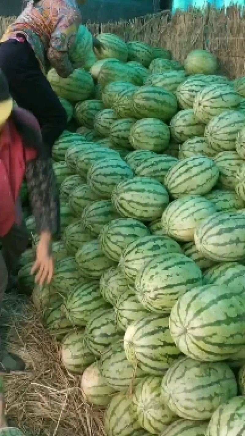 【精品】湖北金城5号西瓜大量上市，产区直发，口感好价格优