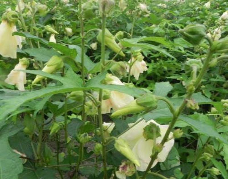 金花葵种子蔬菜种籽菜芙蓉野芙蓉秋葵药材食用花卉观赏美观