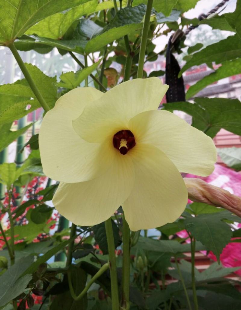 金花葵种子蔬菜种籽菜芙蓉野芙蓉秋葵药材食用花卉观赏美观