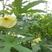 金花葵种子蔬菜种籽菜芙蓉野芙蓉秋葵药材食用花卉观赏美观