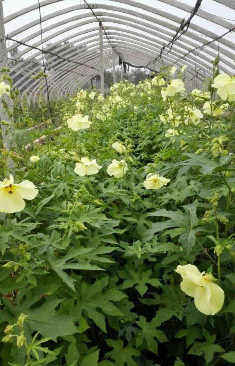金花葵种子蔬菜种籽菜芙蓉野芙蓉秋葵药材食用花卉观赏美观