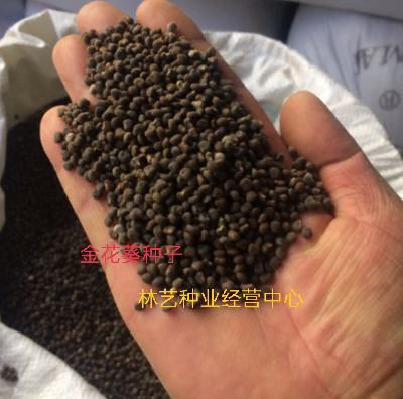金花葵种子蔬菜种籽菜芙蓉野芙蓉秋葵药材食用花卉观赏美观