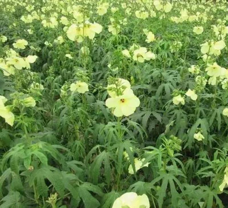 金花葵种子蔬菜种籽菜芙蓉野芙蓉秋葵药材食用花卉观赏美观