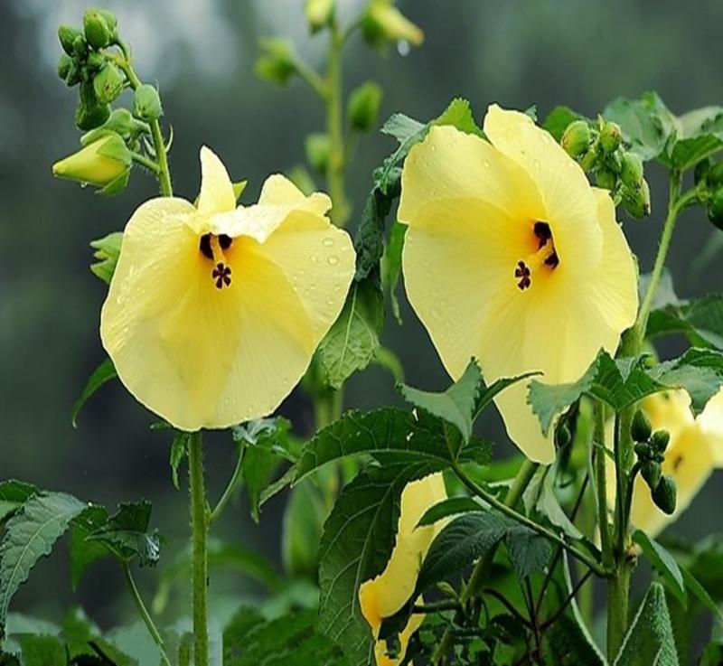 金花葵种子蔬菜种籽菜芙蓉野芙蓉秋葵药材食用花卉观赏美观