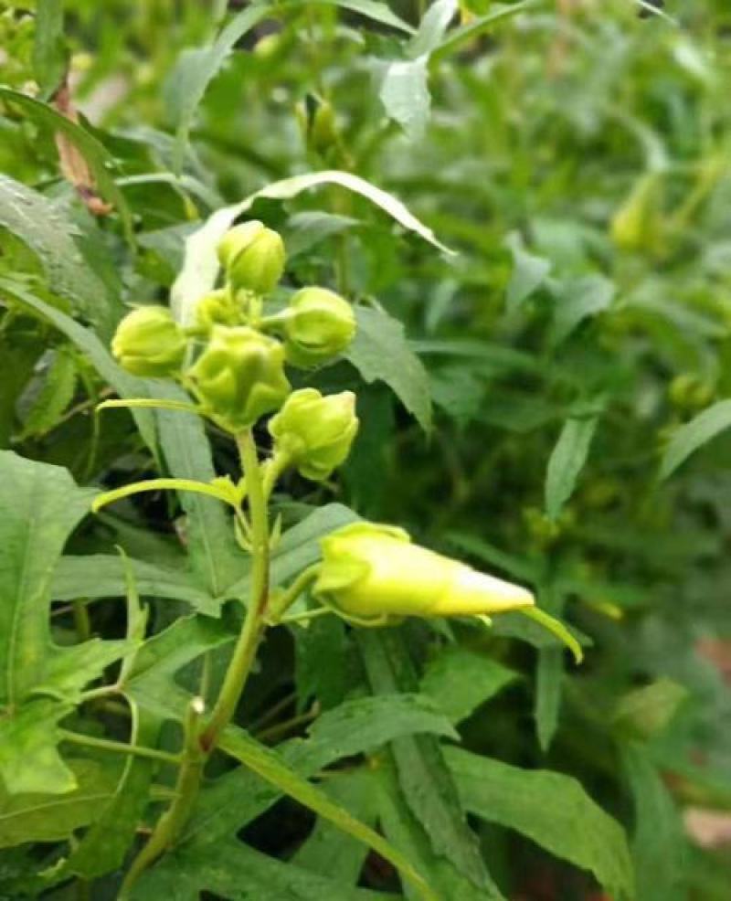 金花葵种子蔬菜种籽菜芙蓉野芙蓉秋葵药材食用花卉观赏美观