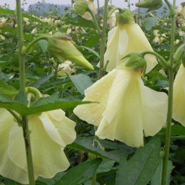 金花葵种子蔬菜种籽菜芙蓉野芙蓉秋葵药材食用花卉观赏美观
