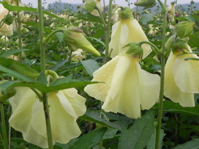 金花葵种子蔬菜种籽菜芙蓉野芙蓉秋葵药材食用花卉观赏美观