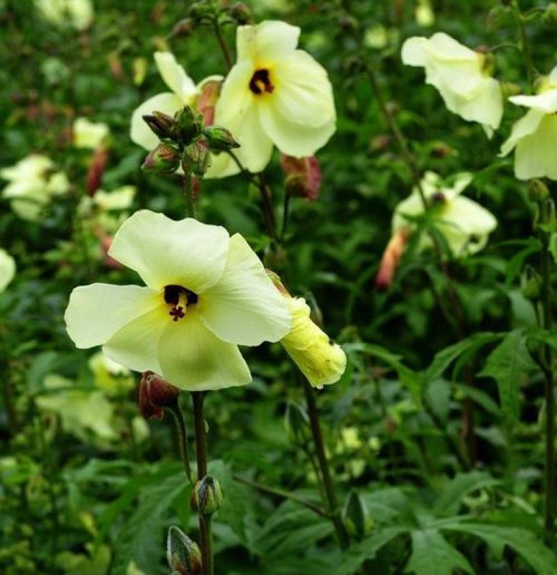 金花葵种子蔬菜种籽菜芙蓉野芙蓉秋葵药材食用花卉观赏美观