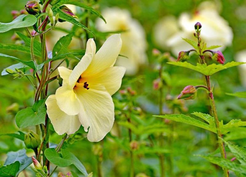 金花葵种子蔬菜种籽菜芙蓉野芙蓉秋葵药材食用花卉观赏美观