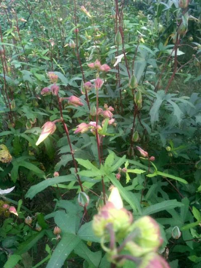 金花葵种子蔬菜种籽菜芙蓉野芙蓉秋葵药材食用花卉观赏美观
