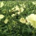 金花葵种子蔬菜种籽菜芙蓉野芙蓉秋葵药材食用花卉观赏美观