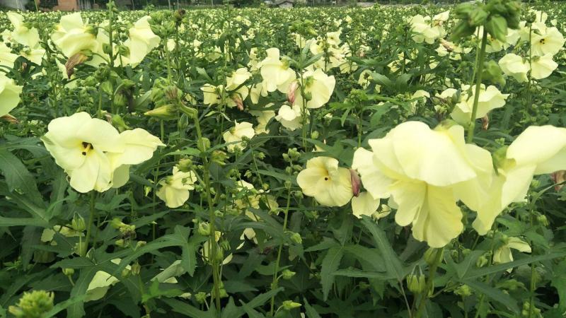 金花葵种子蔬菜种籽菜芙蓉野芙蓉秋葵药材食用花卉观赏美观