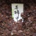 羊蹄甲种子红花羊蹄甲种子羊蹄甲树苗树种别名洋紫荆