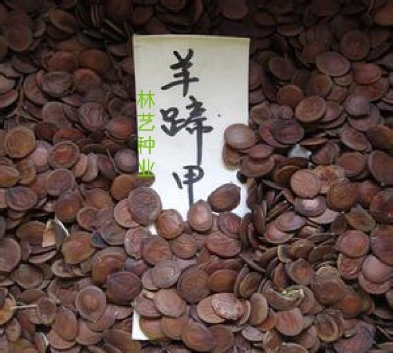 羊蹄甲种子红花羊蹄甲种子羊蹄甲树苗树种别名洋紫荆