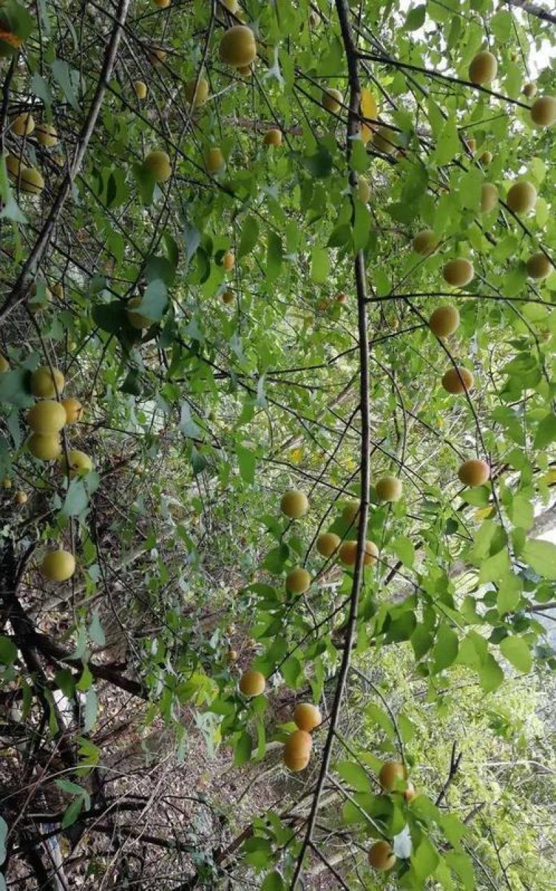 绿化园林行道树苗木种子【青梅种子】灌木林木乔木树种籽