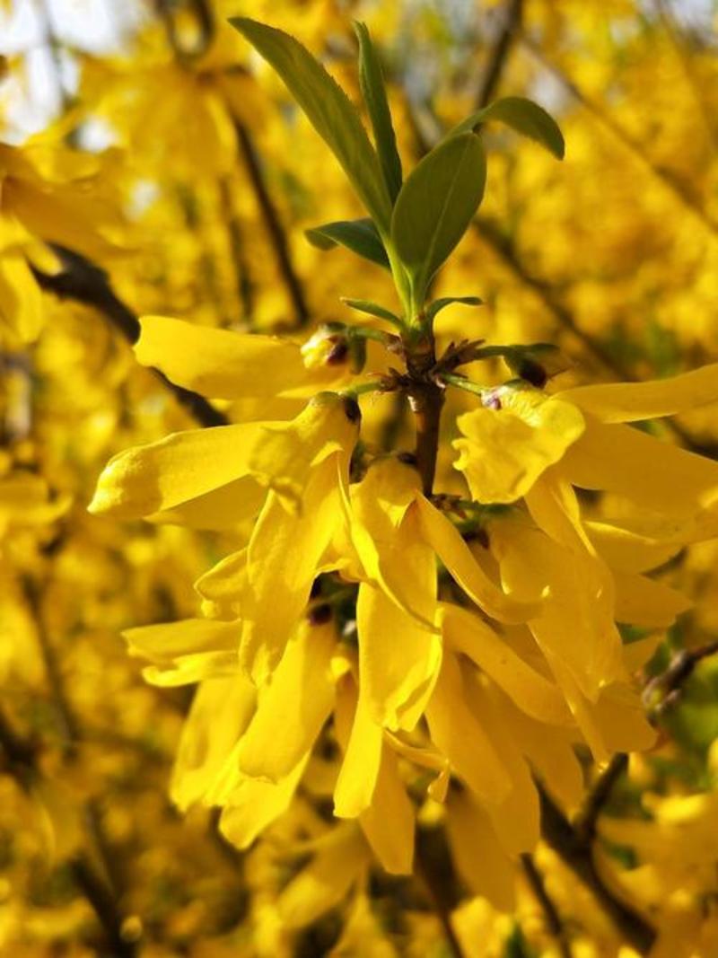 连翘种子花开香气淡艳满枝金黄抗病虫耐旱耐寒中药迎春花种子