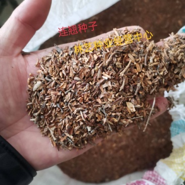 连翘种子花开香气淡艳满枝金黄抗病虫耐旱耐寒中药迎春花种子
