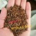 连翘种子花开香气淡艳满枝金黄抗病虫耐旱耐寒中药迎春花种子