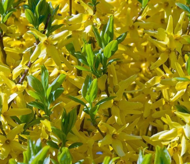 连翘种子花开香气淡艳满枝金黄抗病虫耐旱耐寒中药迎春花种子