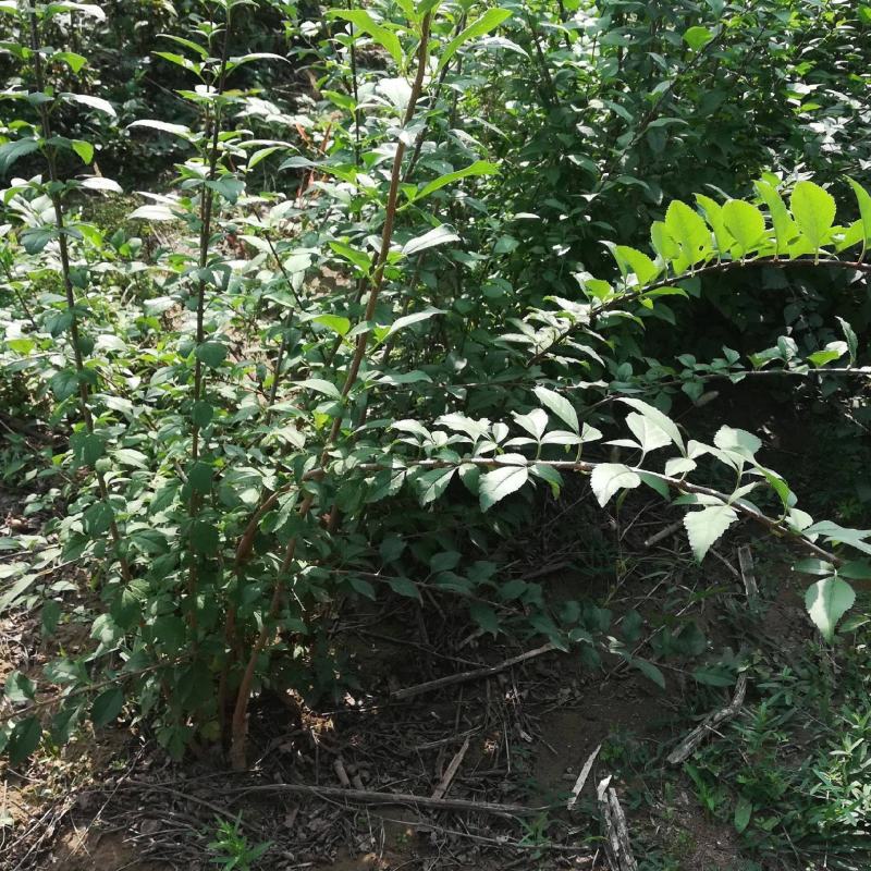 连翘树苗绿化苗连翘苗庭院绿化工程苗木迎春花风景树苗黄老虎