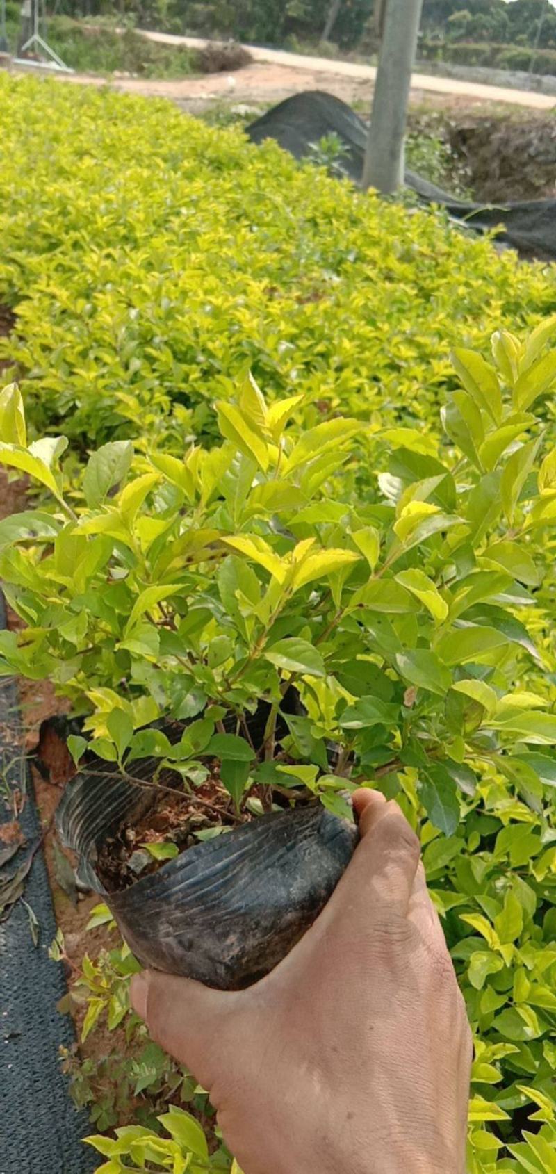 连翘树苗绿化苗连翘苗庭院绿化工程苗木迎春花风景树苗黄老虎