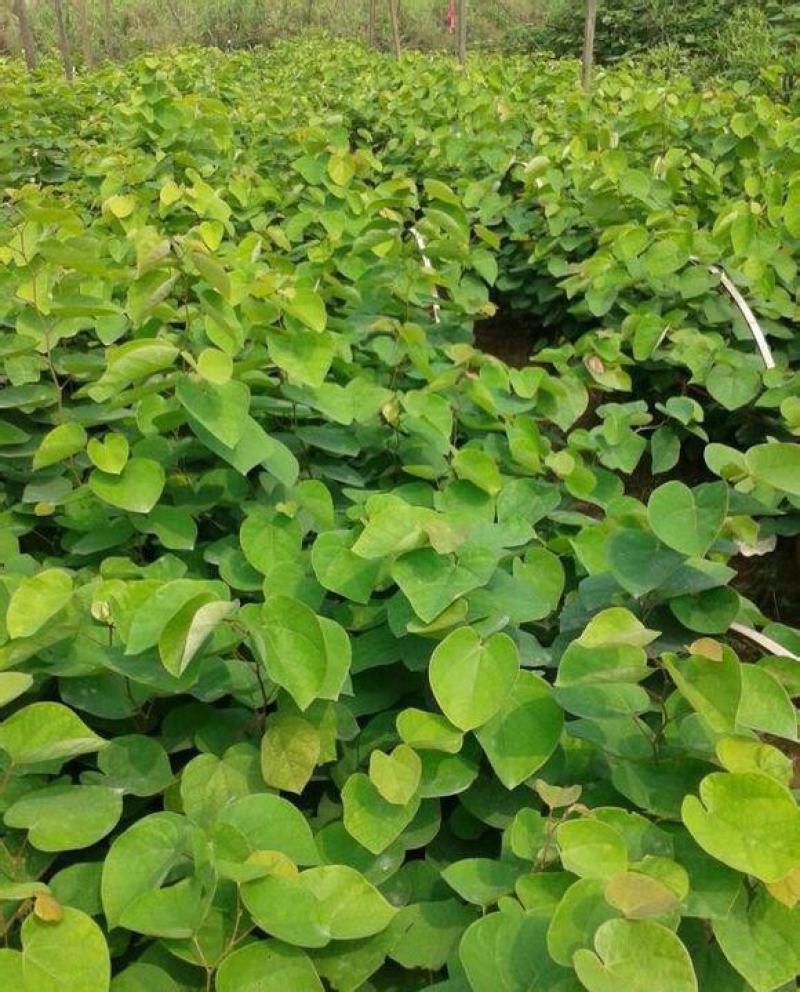 紫荆花树苗紫荆花苗满条红庭院开花植物花卉绿化工程苗木