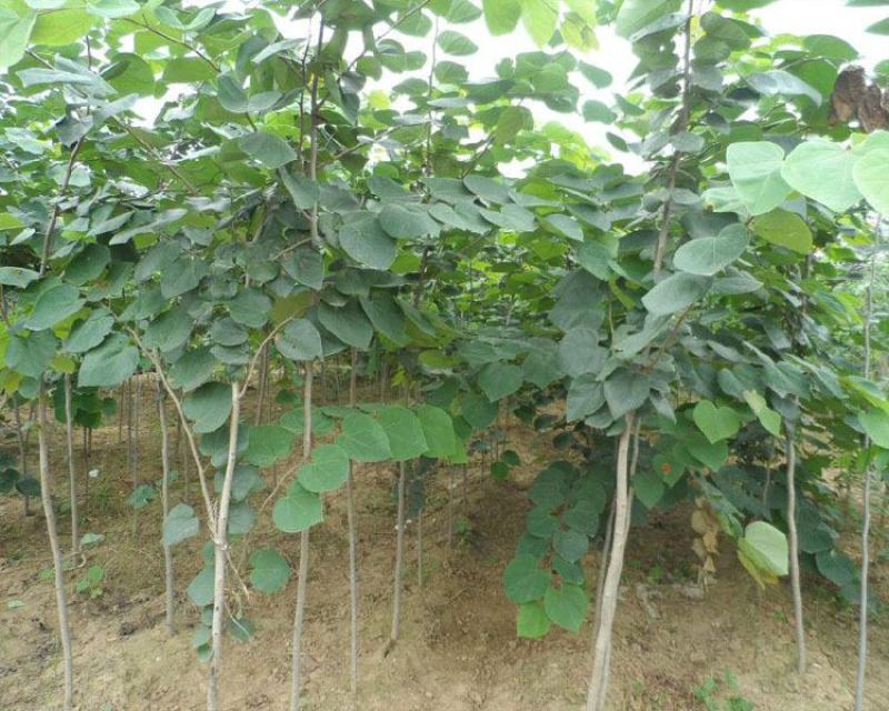 紫荆花树苗紫荆花苗满条红庭院开花植物花卉绿化工程苗木